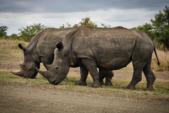 Daily Pilanesberg National Park Private Shuttle Services - From OR Tambo to the open road