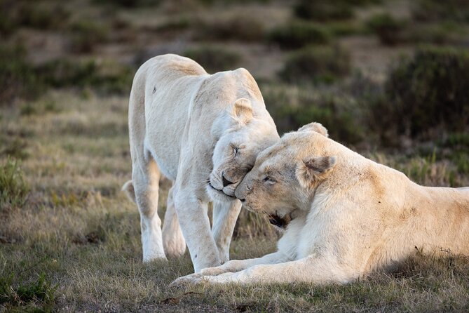 Day Safari at Pumba Private Game Reserve - Four details worth knowing before you book