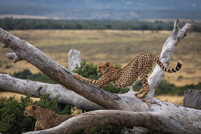 Day Safari at Pumba Private Game Reserve - The 10 a.m. drive in an open Land Rover
