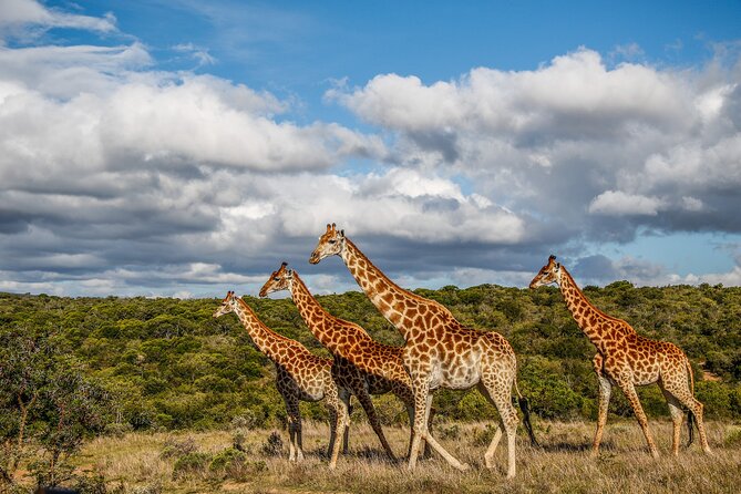 Day Safari at Pumba Private Game Reserve - Guide quality and the personal feel