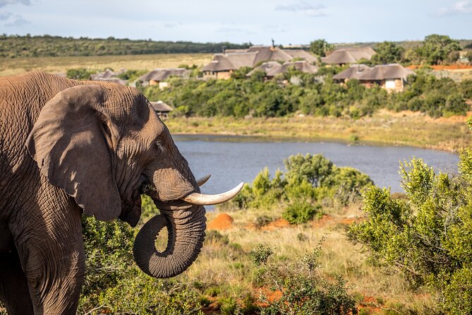 Day Safari at Pumba Private Game Reserve - Who will get the most from the $92.65 price?