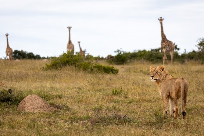Day Safari at Pumba Private Game Reserve - Arrival at 9:30 a.m. and the welcome drink