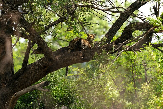 Discover the Pilanesberg with a personalized full day safari - Key details at a glance