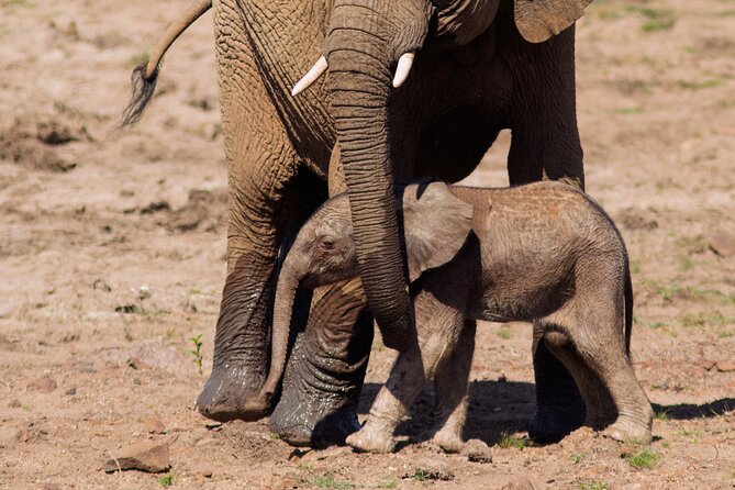 Discover the Pilanesberg with a personalized full day safari - Why Pilanesberg works as a Johannesburg day trip