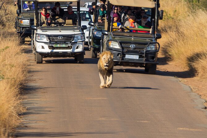 Discover the Pilanesberg with a personalized full day safari - What the morning drive is really like
