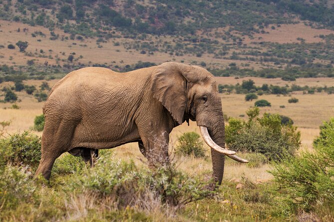 Discover the Pilanesberg with a personalized full day safari - Brunch in the bush, then lunch later