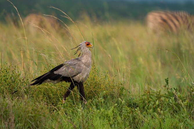 Discover the Pilanesberg with a personalized full day safari - The private format and the guide’s role