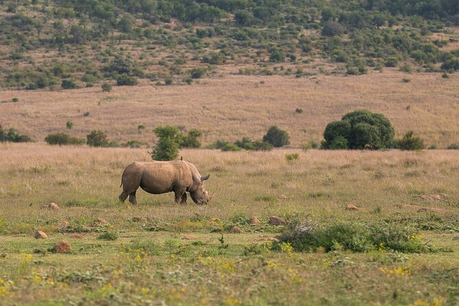Discover the Pilanesberg with a personalized full day safari - Who should book this Pilanesberg safari?