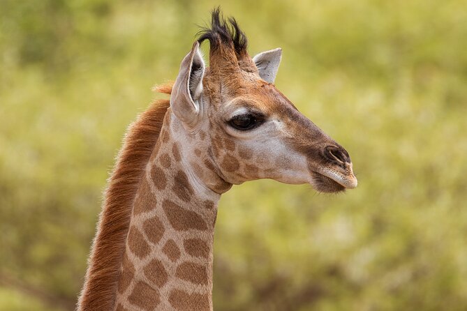 Discover the Pilanesberg with a personalized full day safari - Entering the ancient Pilanesberg volcano
