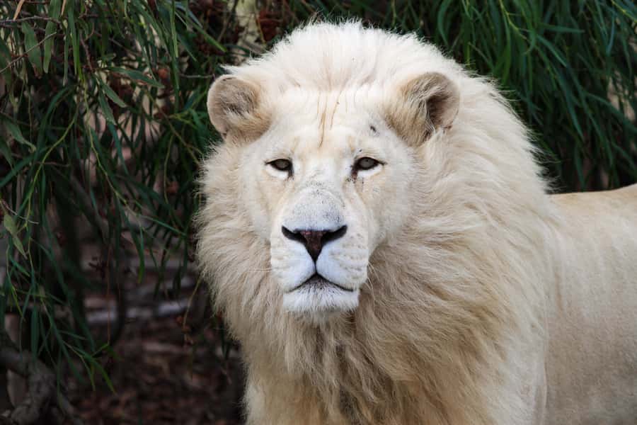 Drakenstein Lion Park Entry Ticket - Key points before you go