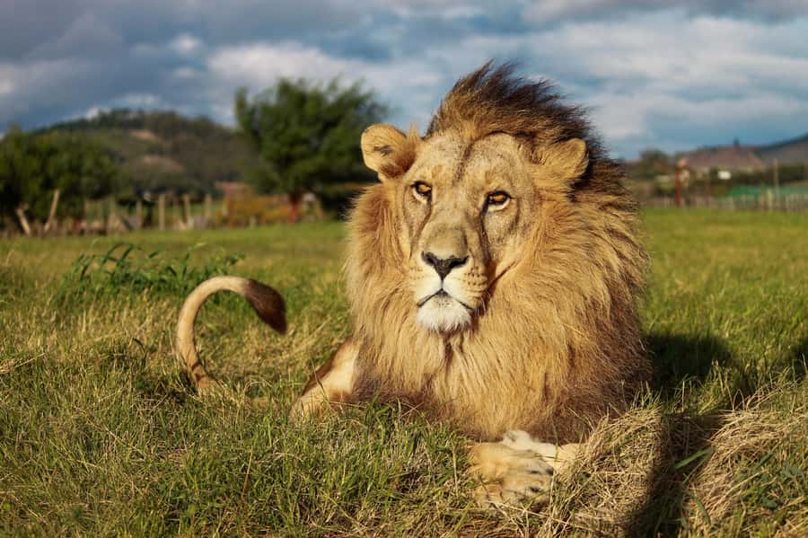Drakenstein Lion Park Entry Ticket - Why Drakenstein Lion Park is different