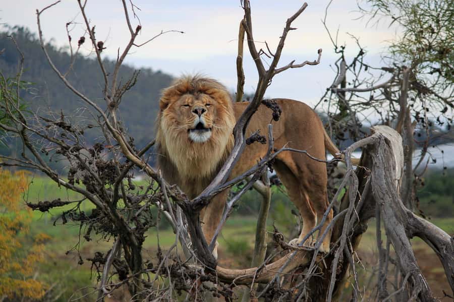Drakenstein Lion Park Entry Ticket - What your visit is likely to feel like