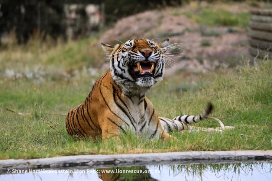 Drakenstein Lion Park Entry Ticket - Should you book Drakenstein Lion Park?