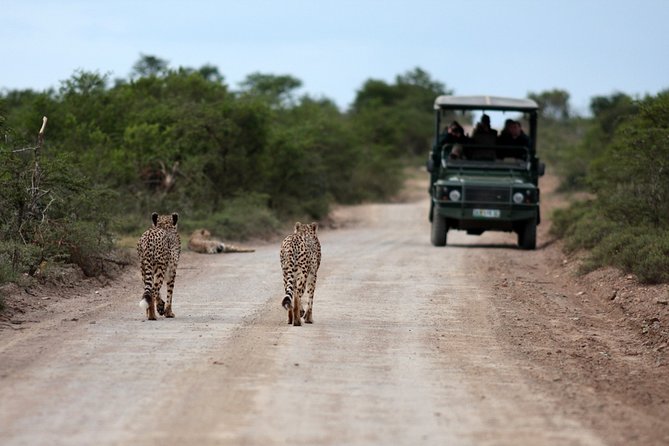 Durban: Big 5 Safari - Open Safari Vehicle at Exclusive Reserve - What the Open 4x4 Adds