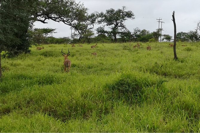 Durban: Big 5 Safari - Open Safari Vehicle at Exclusive Reserve - Big 5 Expectations Without False Promises