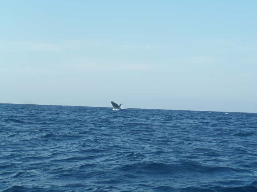 Durban: Durban: Whale and Dolphin Watching Boat Tour - Key points before you book