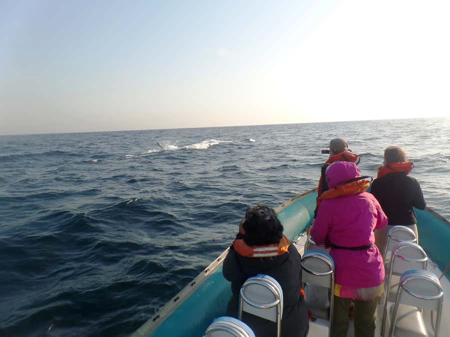 Durban: Durban: Whale and Dolphin Watching Boat Tour - Dolphins, turtles, birds, and occasional surprises