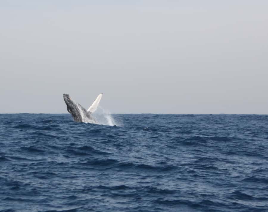Durban: Durban: Whale and Dolphin Watching Boat Tour - The guides make a real difference