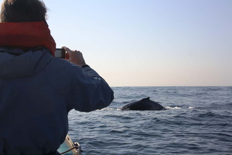 Durban: Durban: Whale and Dolphin Watching Boat Tour - How to judge the $102 price