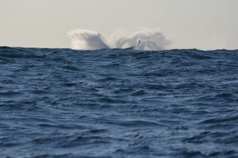 Durban: Durban: Whale and Dolphin Watching Boat Tour - Who will enjoy this cruise most