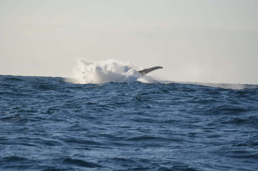 Durban: Durban: Whale and Dolphin Watching Boat Tour - Two hours on the Indian Ocean