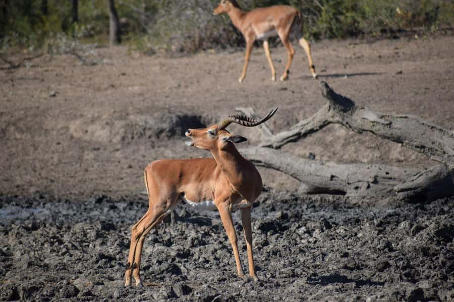 Durban: Full Day Hluhluwe-iMfolozi Game Reserve with lunch - Five things to know before you book