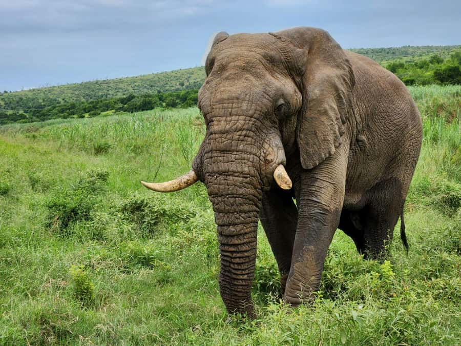 Durban: Full Day Hluhluwe-iMfolozi Game Reserve with lunch - Why Hluhluwe-iMfolozi matters