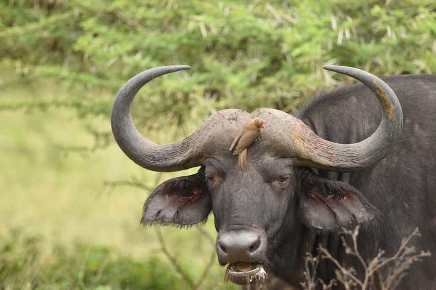 Durban: Full Day Hluhluwe-iMfolozi Game Reserve with lunch - The three-hour road trip north