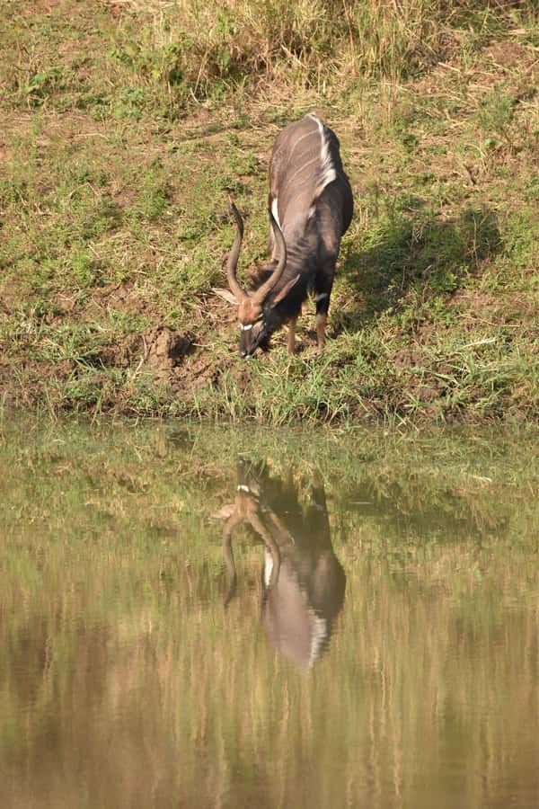 Durban: Full Day Hluhluwe-iMfolozi Game Reserve with lunch - The first 3.5-hour game drive