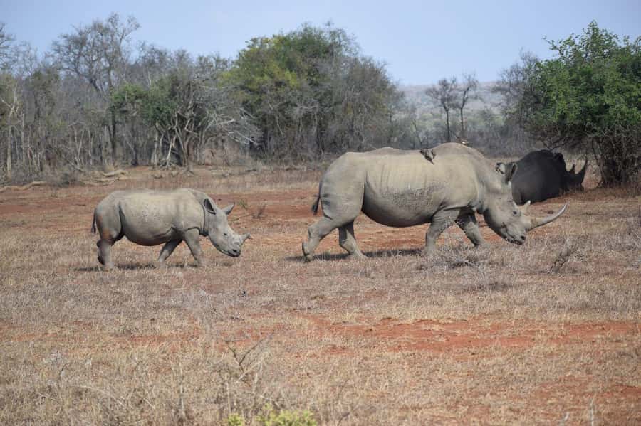 Durban: Full Day Hluhluwe-iMfolozi Game Reserve with lunch - The 5:00 AM pickup from Durban