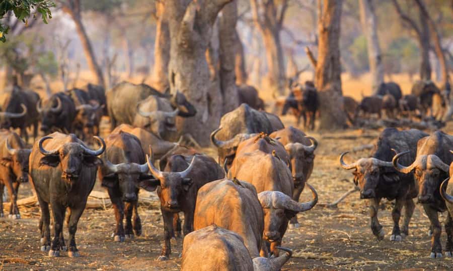Durban: Hluhluwe Big 5 Safari with Pro Zeiss Binoculars - Quick points before you book