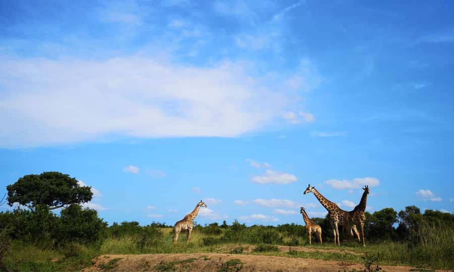 Durban: Hluhluwe Big 5 Safari with Pro Zeiss Binoculars - Why Hluhluwe-Imfolozi is worth the long ride