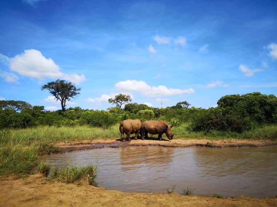 Durban: Hluhluwe Big 5 Safari with Pro Zeiss Binoculars - Morning drive through the Imfolozi side