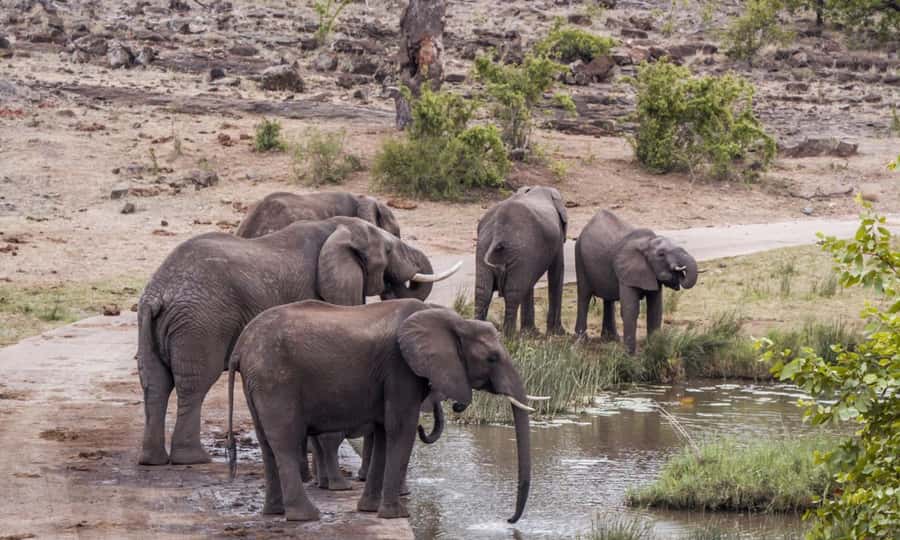 Durban: Hluhluwe Big 5 Safari with Pro Zeiss Binoculars - Afternoon drive on the Hluhluwe side
