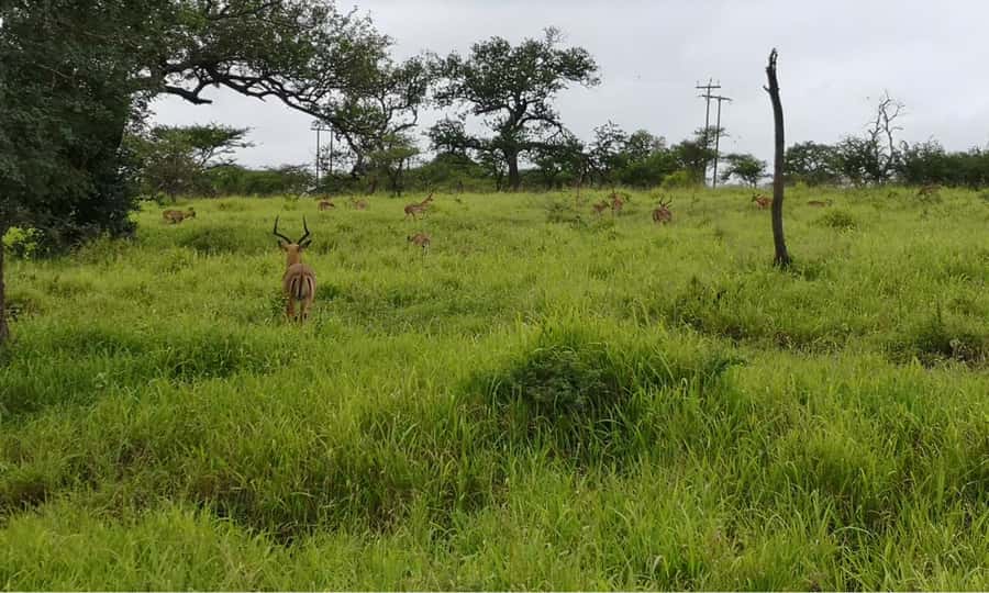 Durban: Hluhluwe Big 5 Safari with Pro Zeiss Binoculars - What the Big 5 promise really means