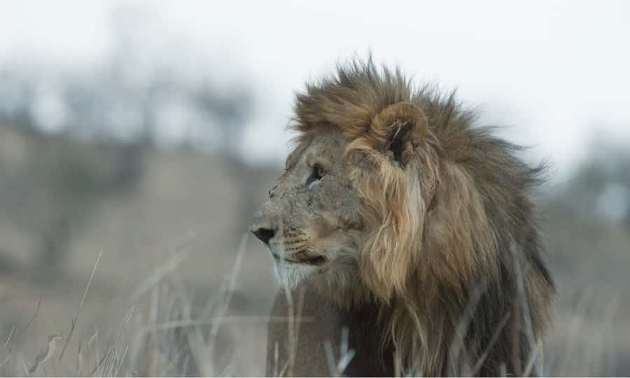 Durban: Hluhluwe Big 5 Safari with Pro Zeiss Binoculars - Comfort, timing, and the limits of a 14-hour day