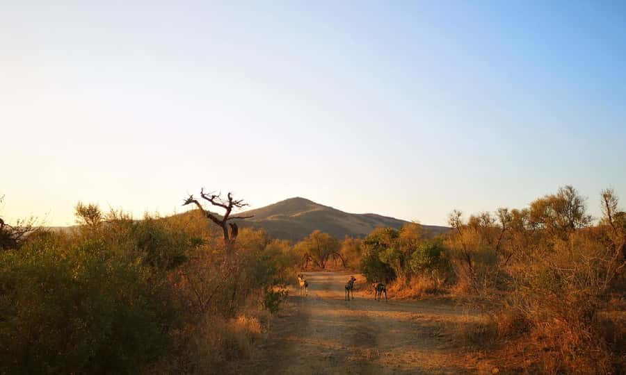 Durban: Hluhluwe Big 5 Safari with Pro Zeiss Binoculars - The 5 am pickup and ride from Durban