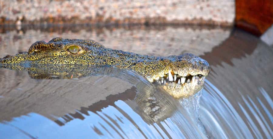 Durban: Hluhluwe Imfolozi Safari & iSimangaliso Tour - Key points to know before booking