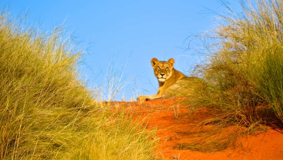 Durban: Hluhluwe Imfolozi Safari & iSimangaliso Tour - A practical lunch break near Hilltop Camp