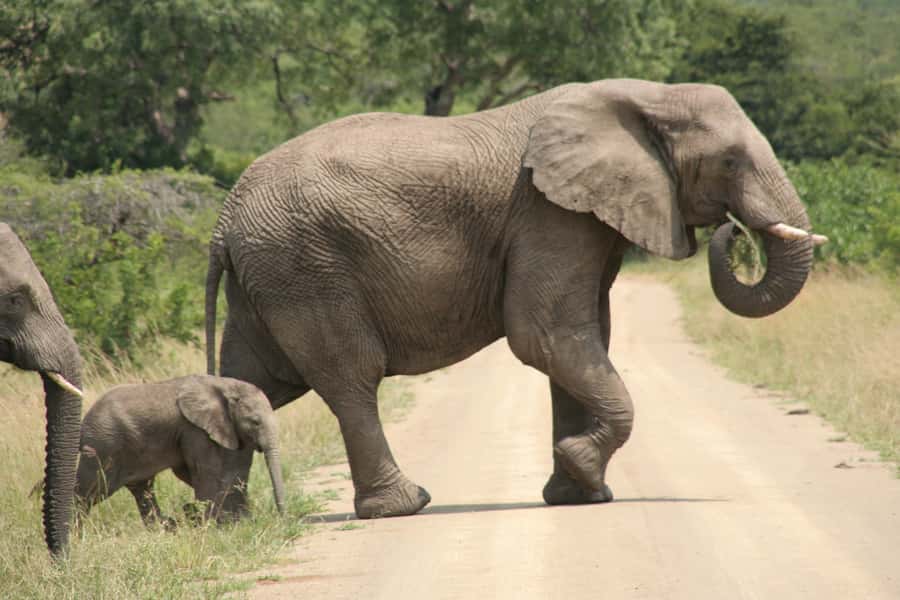 Durban: Hluhluwe Imfolozi Safari & iSimangaliso Tour - The park’s white rhino story adds meaning
