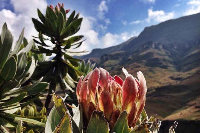 Durban: Journey along the Epic Sani Pass & Lesotho Tour - Crossing into Lesotho and meeting a Basotho host