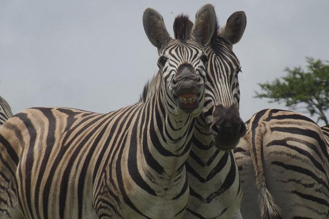 Durban Shore Excursion: Private Small Group Tala Game Reserve - Key points at a glance