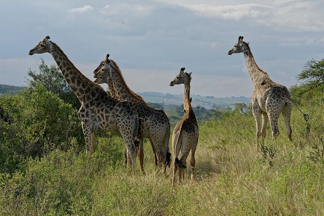 Durban Shore Excursion: Private Small Group Tala Game Reserve - What happens during the two-hour game drive