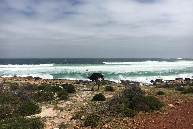 E-Bike Cape Peninsula tour - Wildlife watching from two wheels