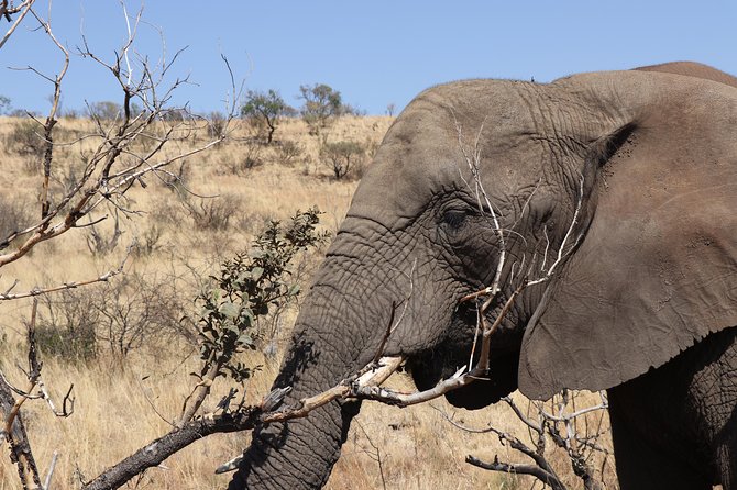 Elephant Experience & Lesedi Cultural Village - What the $151.51 price really covers