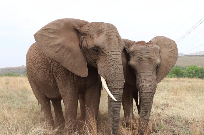 Elephant Experience & Lesedi Cultural Village - Should you book this tour?
