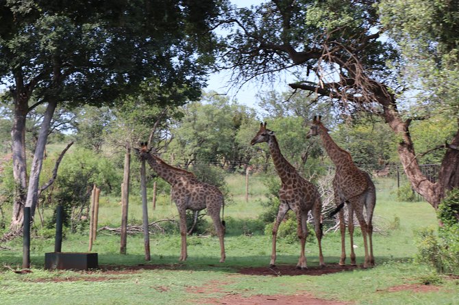 Elephant Experience & Lesedi Cultural Village - Lesedi Cultural Village and the spirit of Ubuntu