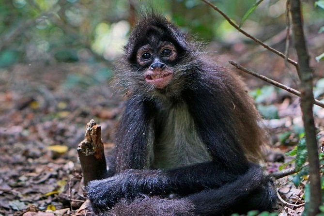 Elephant & Monkey Sanctuary Tour from Johannesburg - Why this Johannesburg wildlife tour works well
