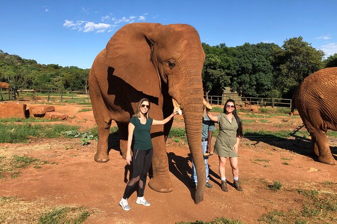 Elephant & Monkey Sanctuary Tour from Johannesburg - Meeting the elephants at Hartbeespoort Dam