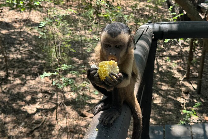 Elephant & Monkey Sanctuary Tour from Johannesburg - How the two animal stops compare